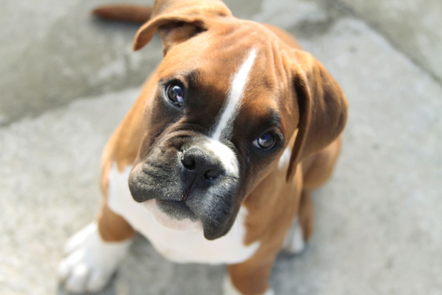 Top 10 Naughtiest Dog Breeds Revealed