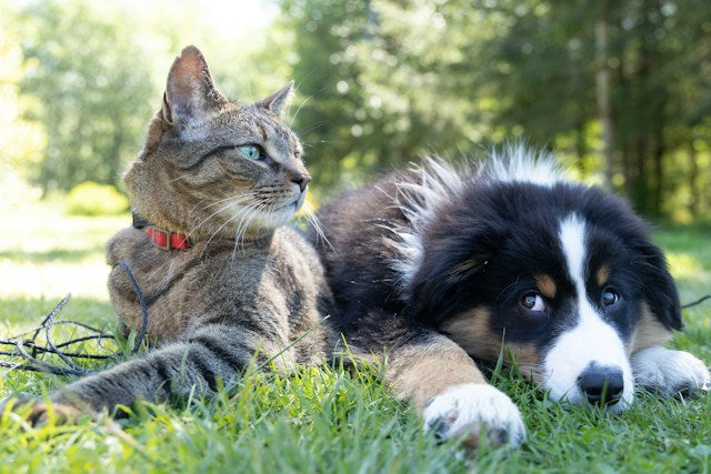 Cat and dog theft set to be made criminal offence
