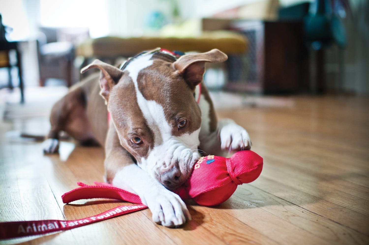 10 Brain Games to Play With Your Dog