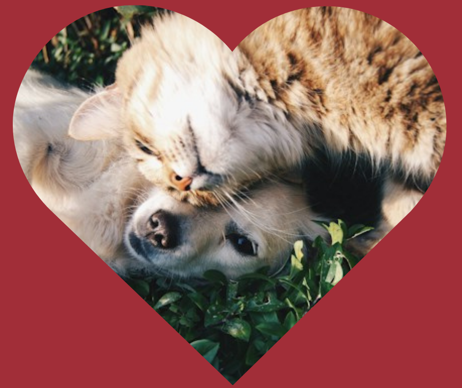 cat and dog in a heart frame