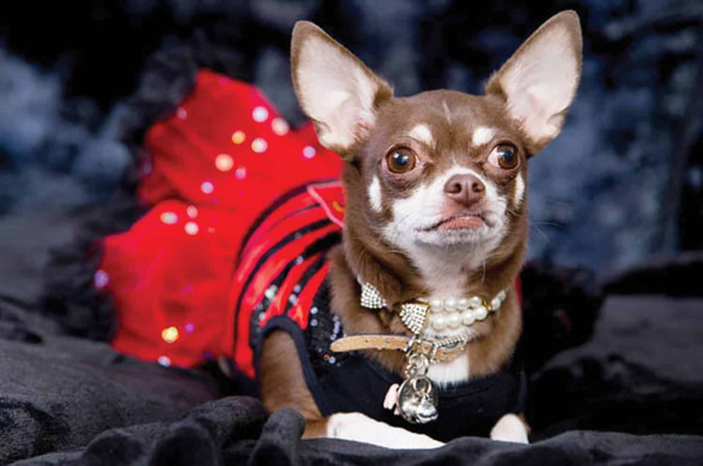 chihuahua dressed up