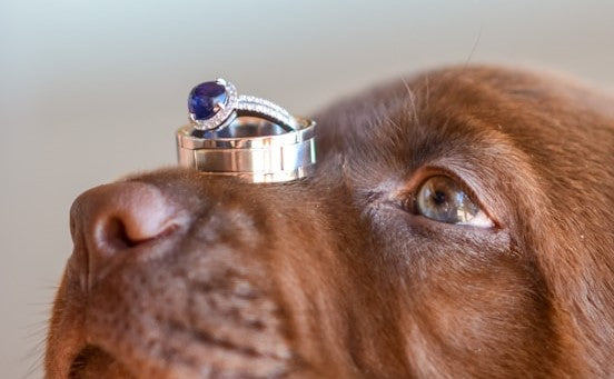 Pets at weddings: a data-driven exploration of how wedding etiquette has evolved