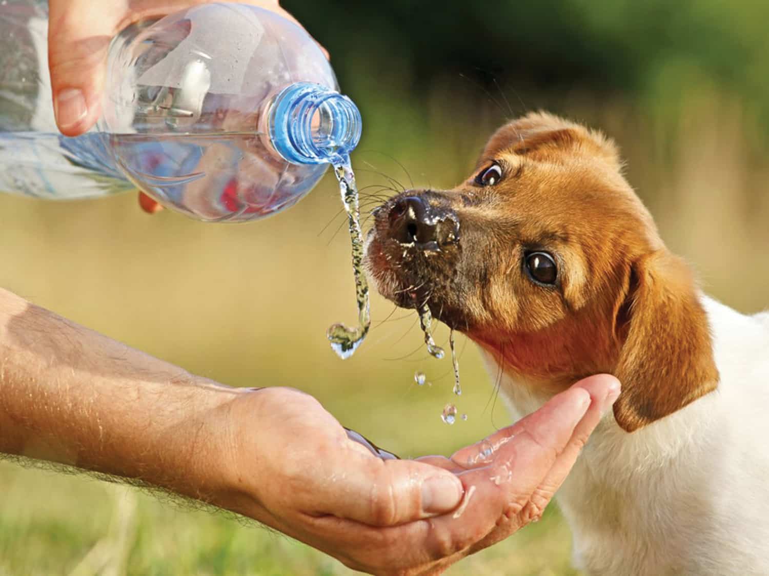 Should I Give My Dog Filtered Water Or Tap?