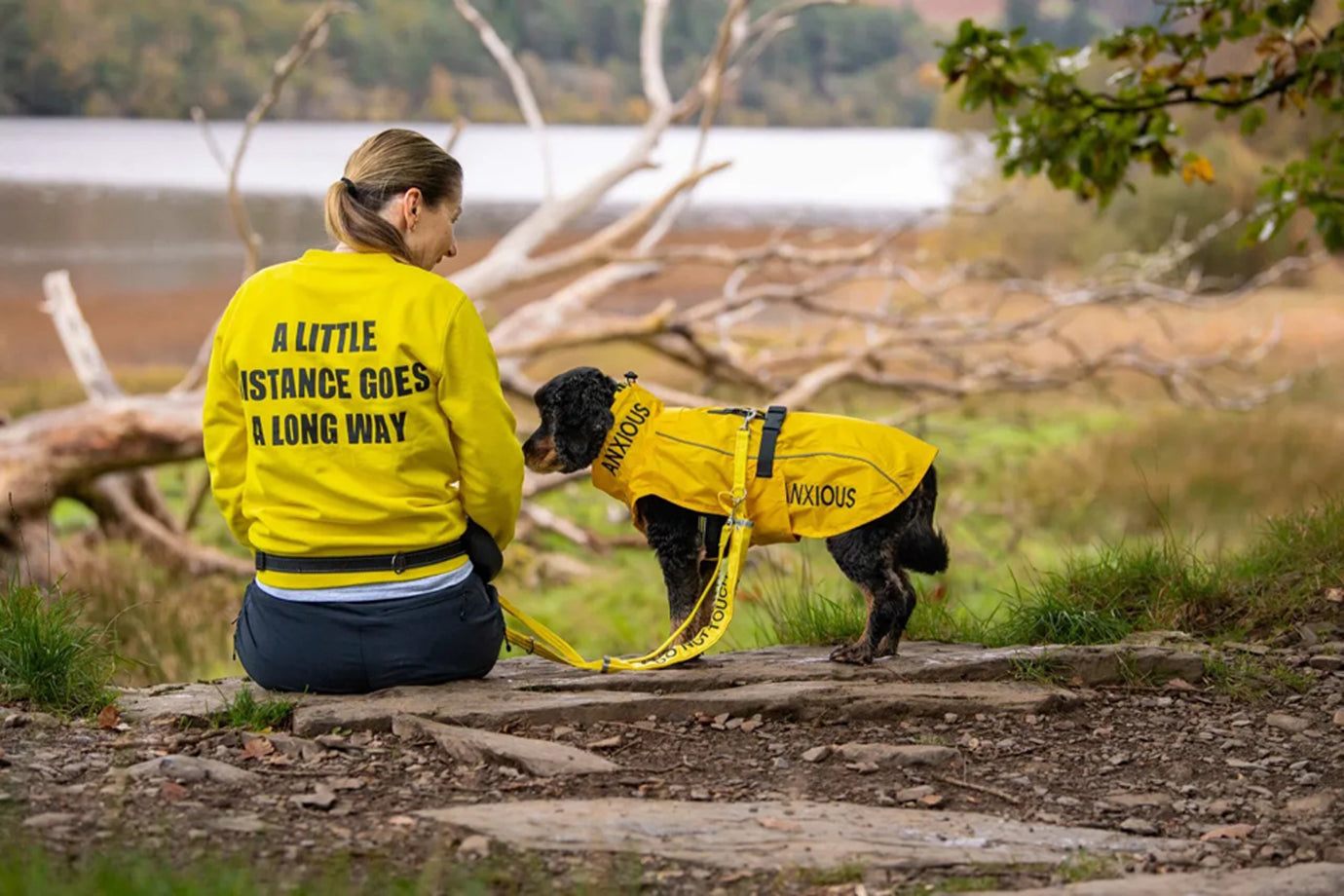 Yellow leads the way: A colourful revolution in canine confidence
