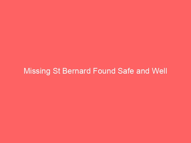 Missing St Bernard Found Safe and Well