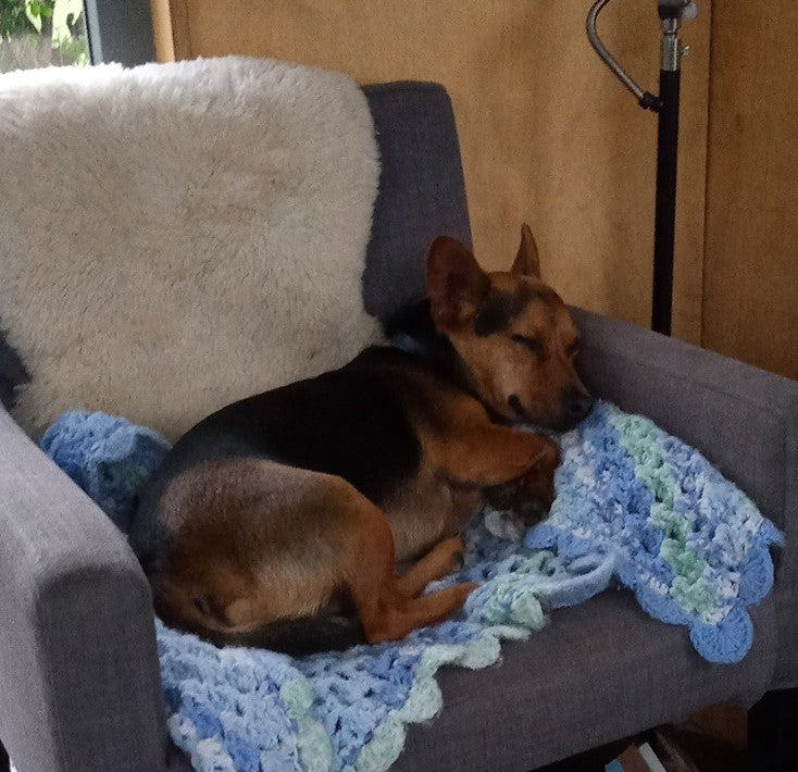 Jack Russell asleep in chair