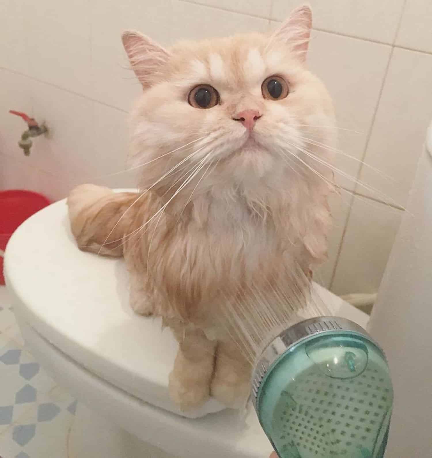 Cat showers