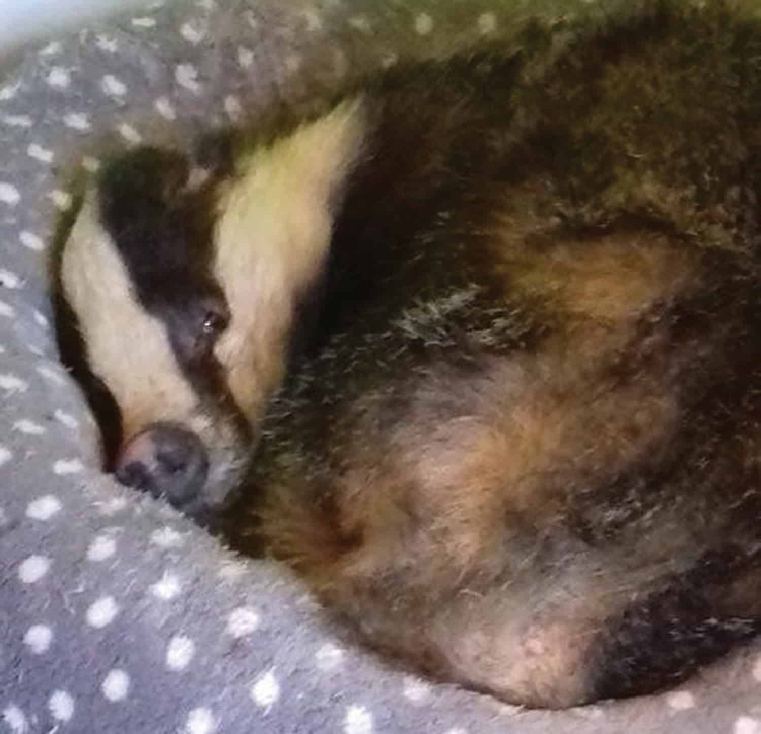Badger