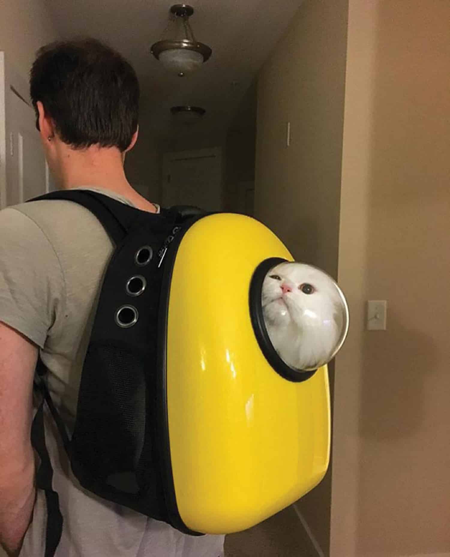 Cat carrier