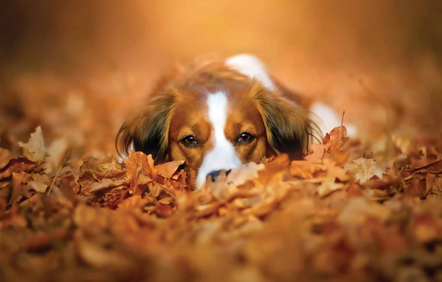 Dog allergies