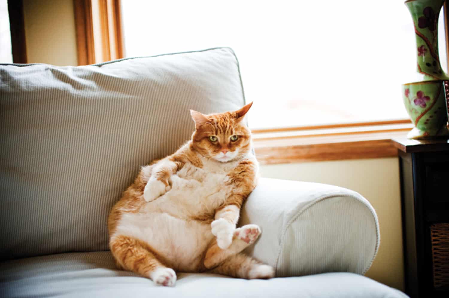 pets overweight