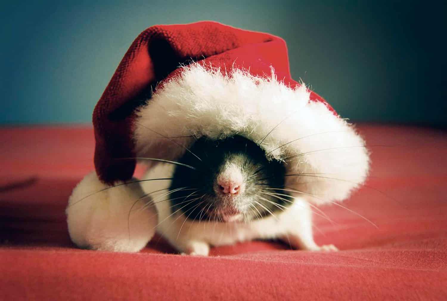 furry pet