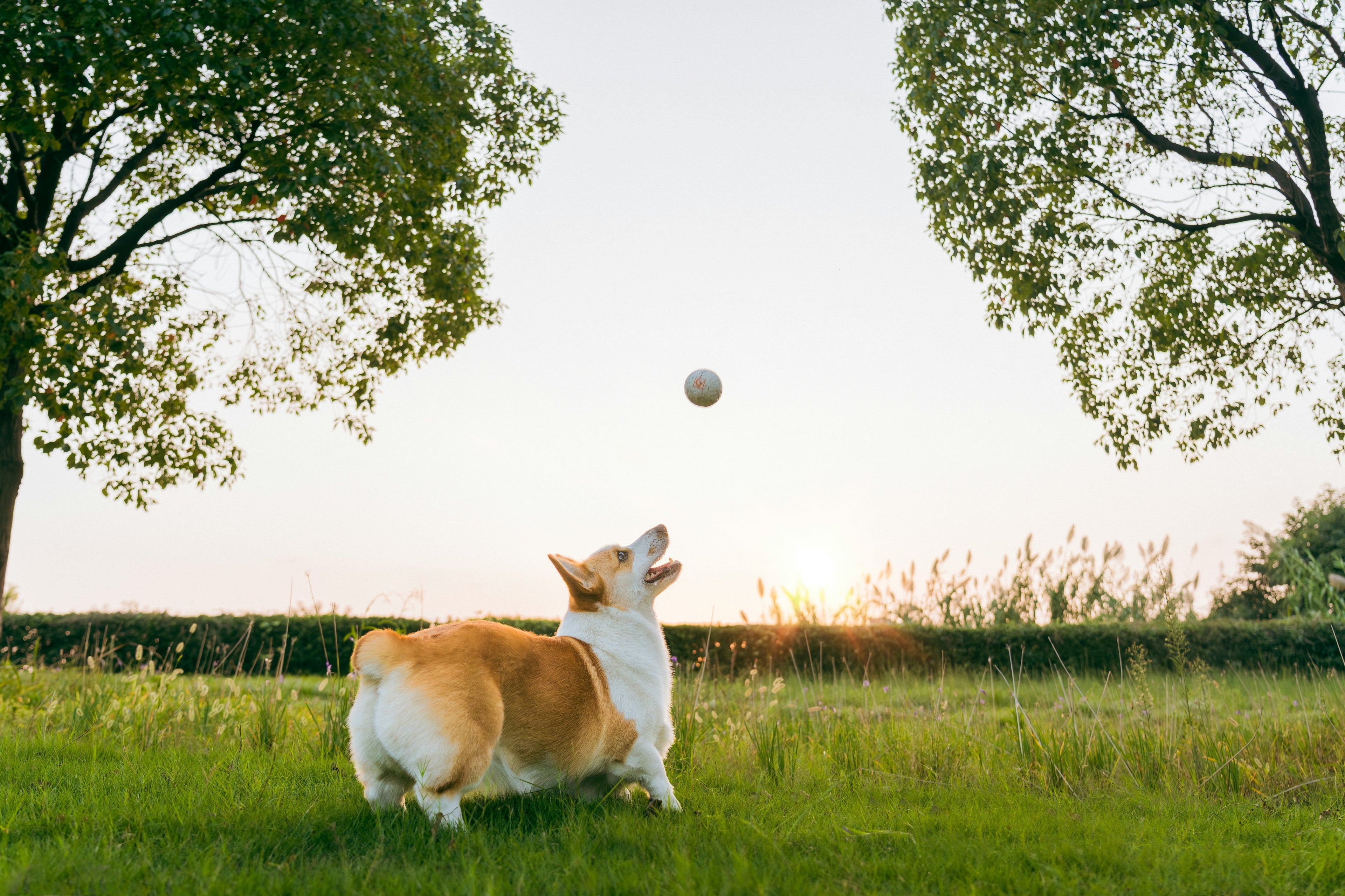 ‘Ball junkie’: some dogs show signs of addiction, study finds