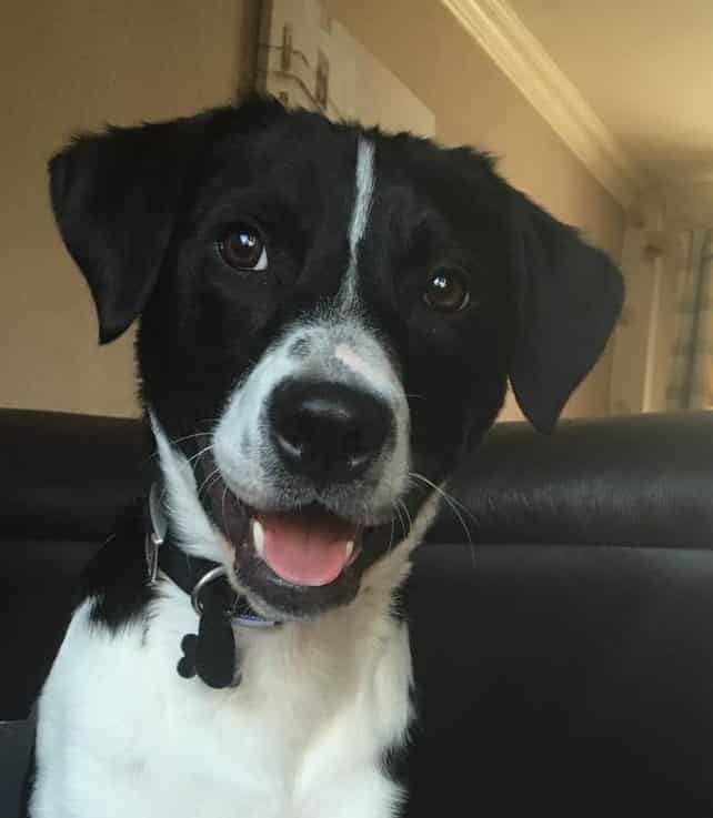 Alfie's a Superstar! - January 2020