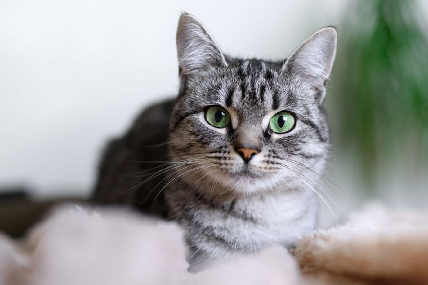 Kiddy cats: 8 child-friendly cat breeds to consider if you're looking to expand your family