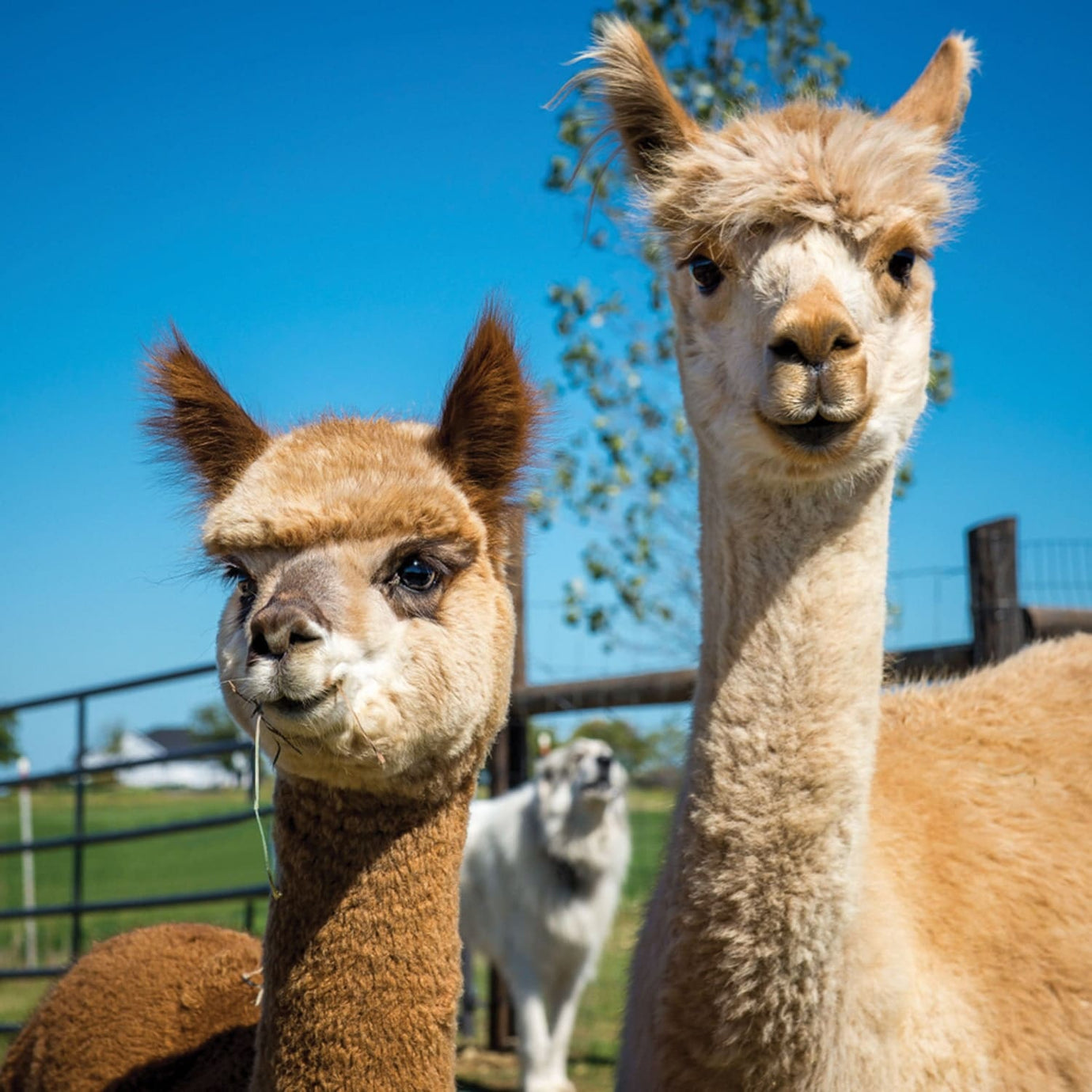 alpacas