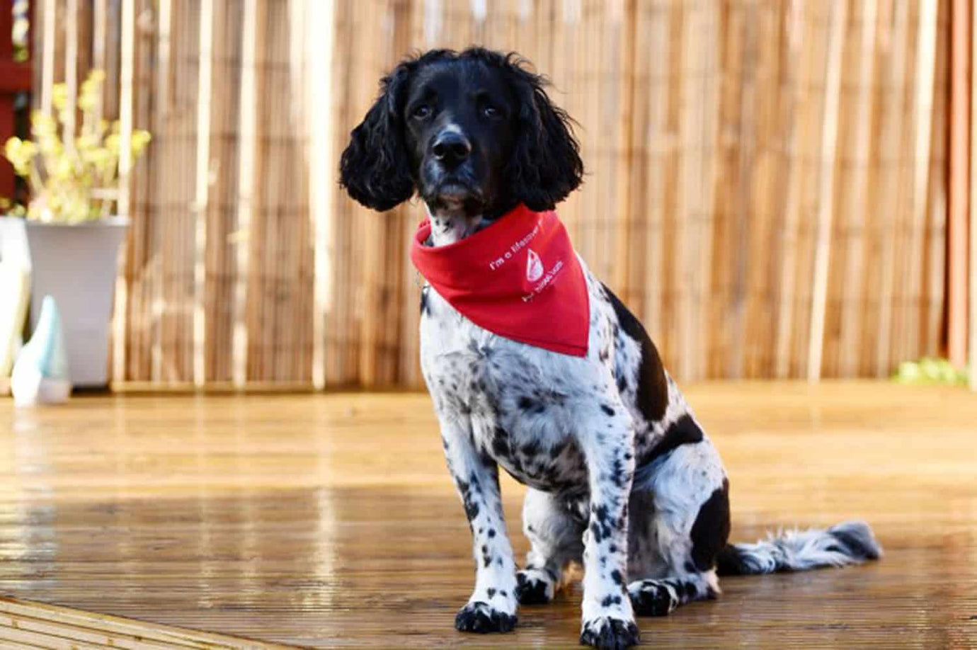 blood donor spaniel