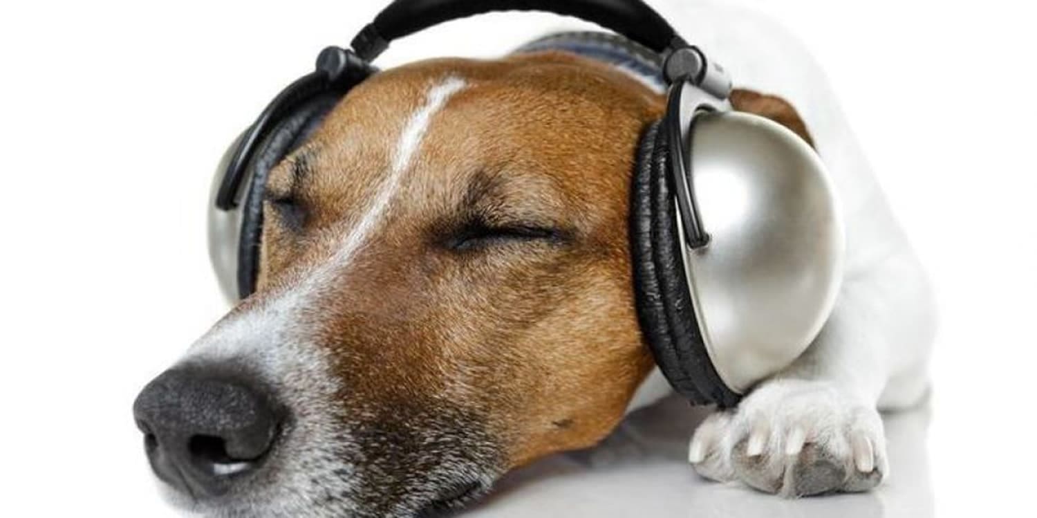 Audiobooks for dogs