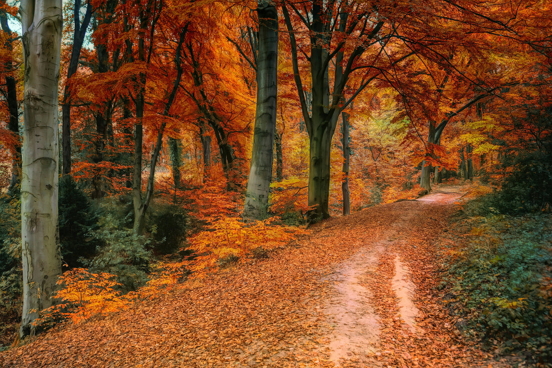 Autumn Hazards for Pets