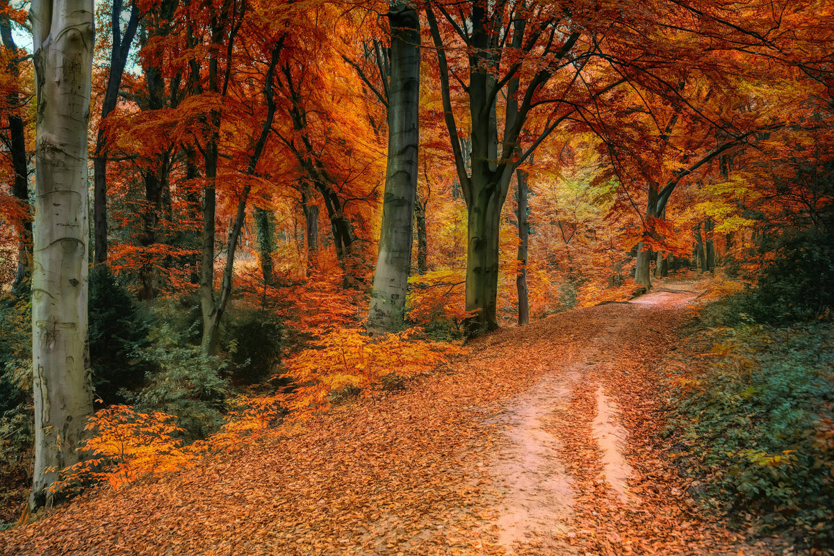 Autumn Hazards for Pets