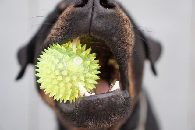Dogs can understand the meaning of nouns, new research finds