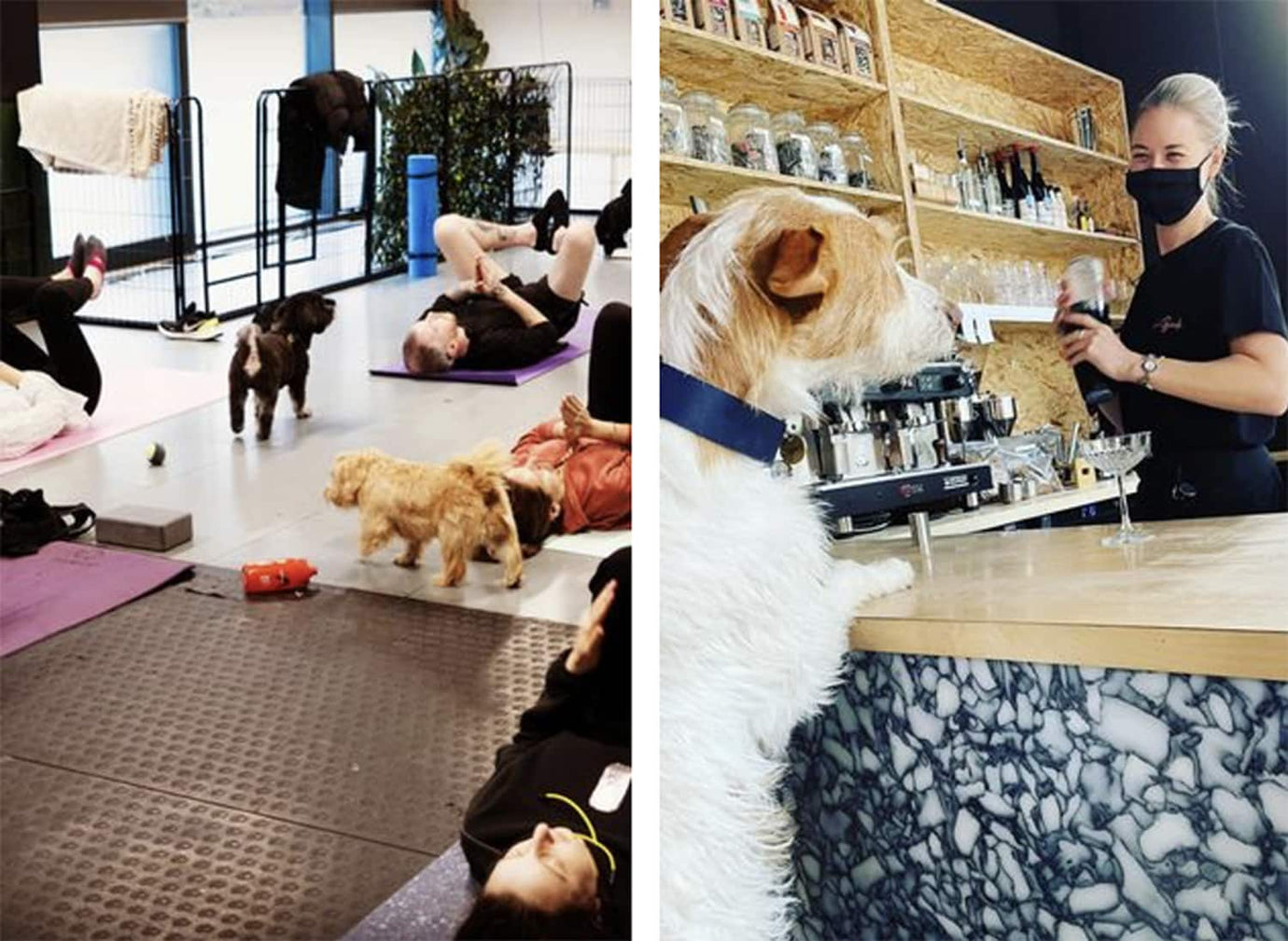 doggy daycare