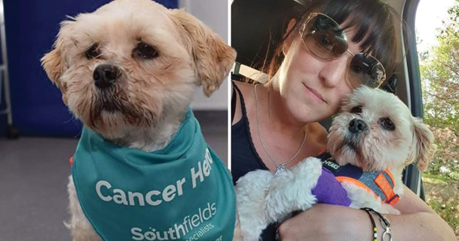 collage picture of sick dog with pet owner