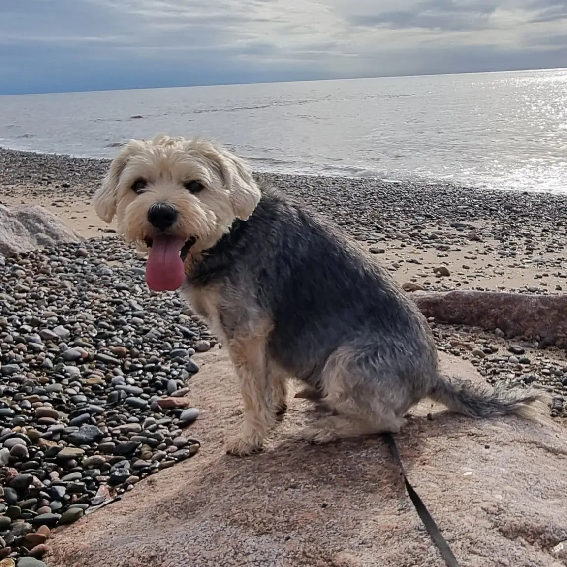 Baxter Won His Dinner! August 2021