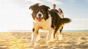 Beach bans dogs