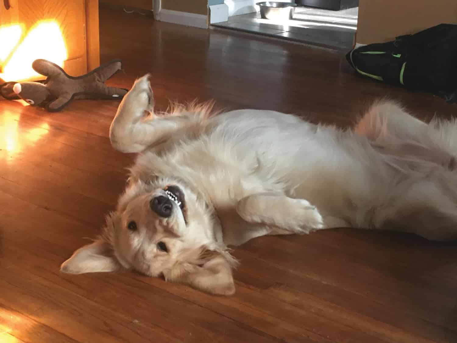 Belly rubs