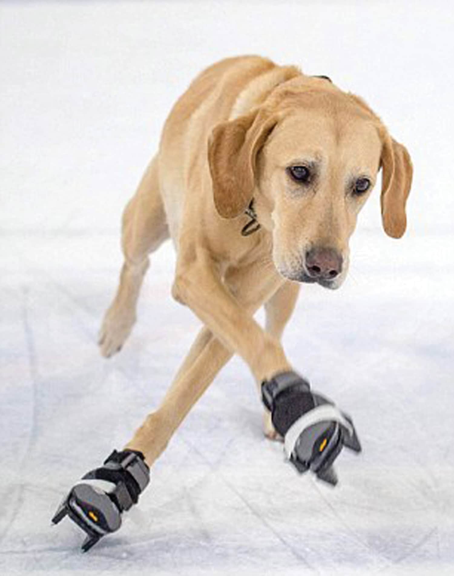 Dog dancing on ice:  The world's first ice skating dog!