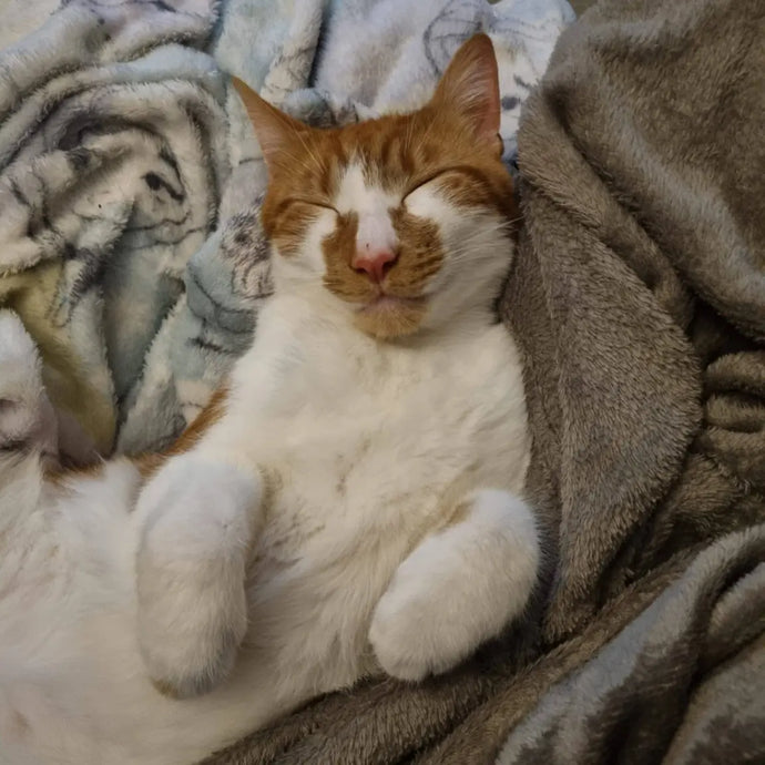 Benson. Feabhra 2023