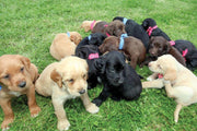 16 puppies