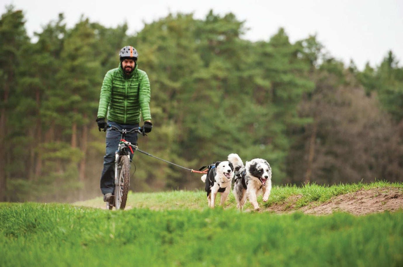 bike ride with dogs