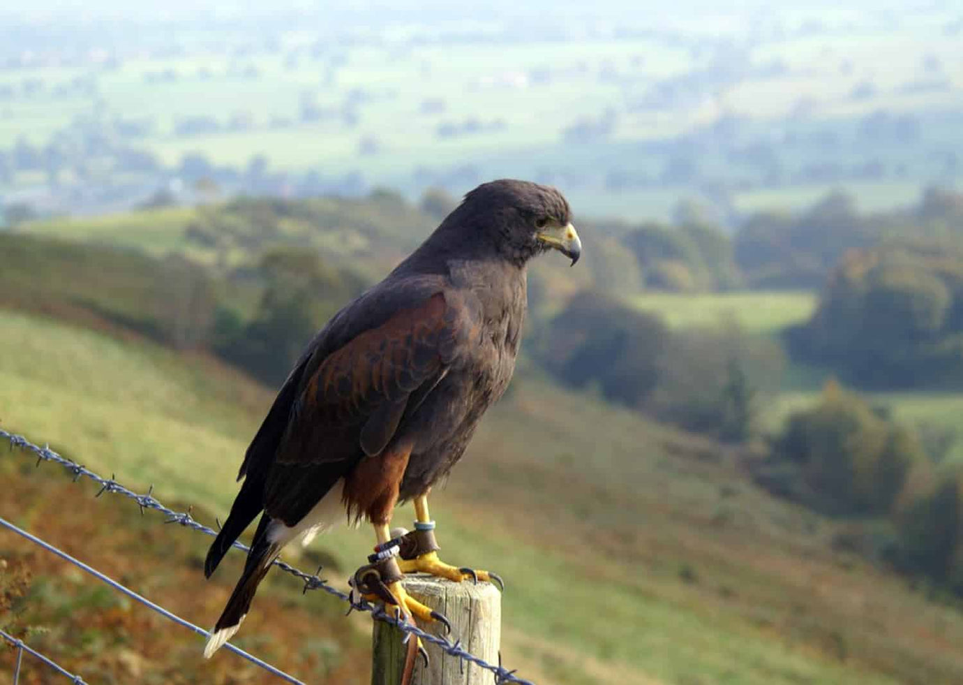 Birds of prey