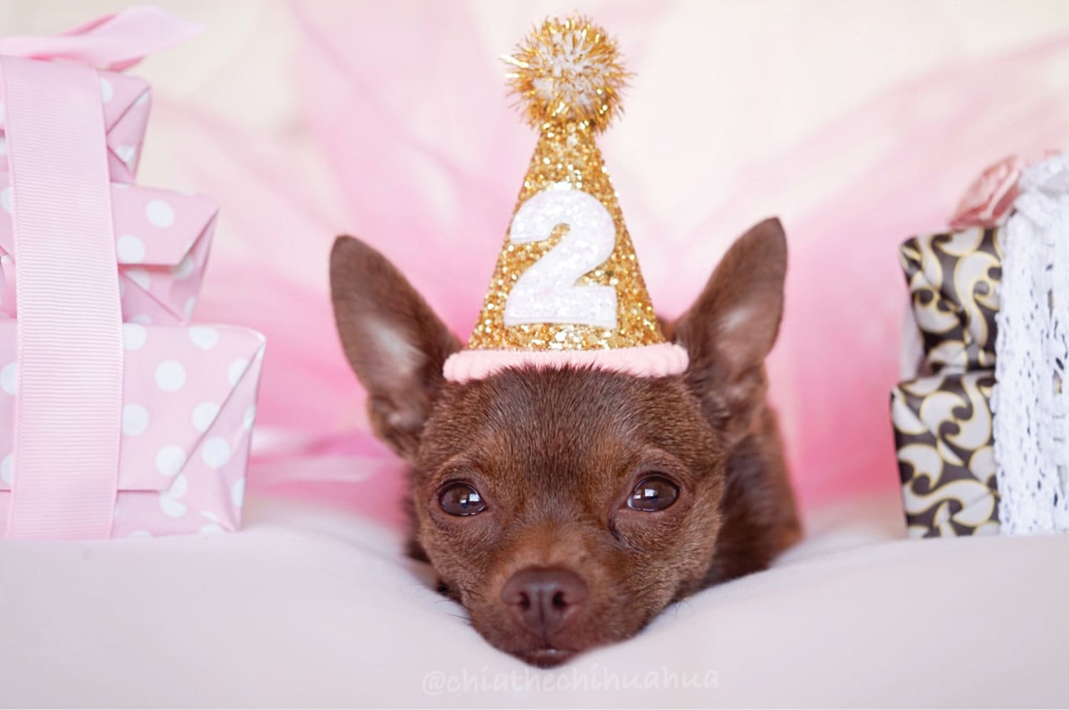 chihuahua birthday celebration