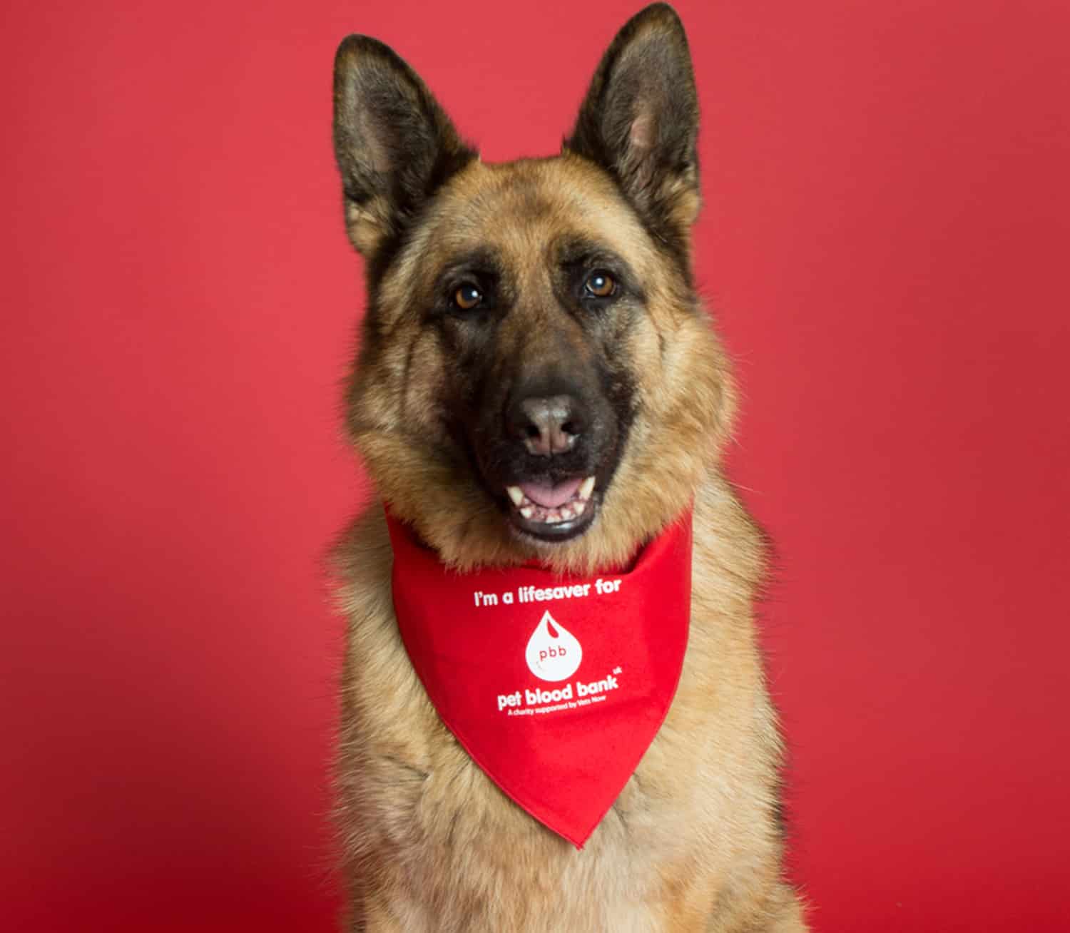 dog Blood Donors