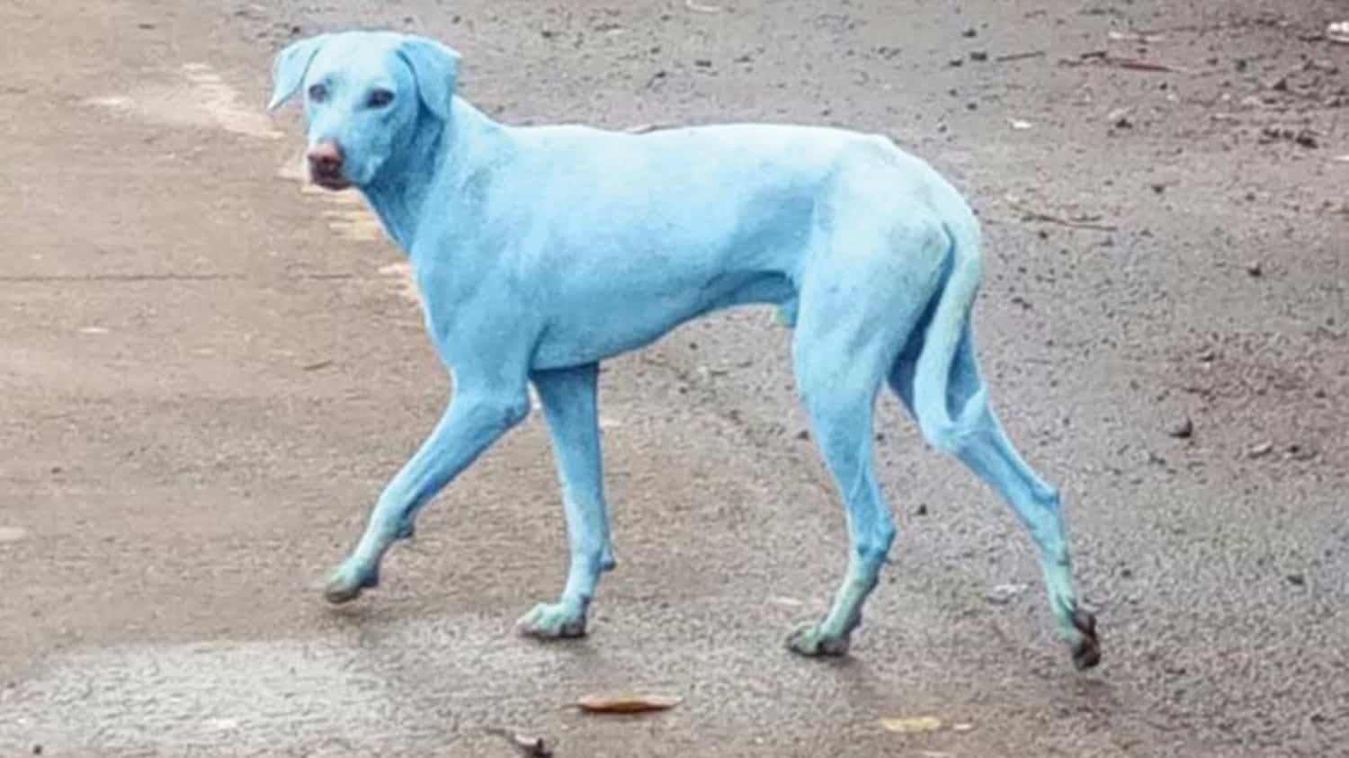 blue dogs