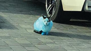 lost cat painted blue
