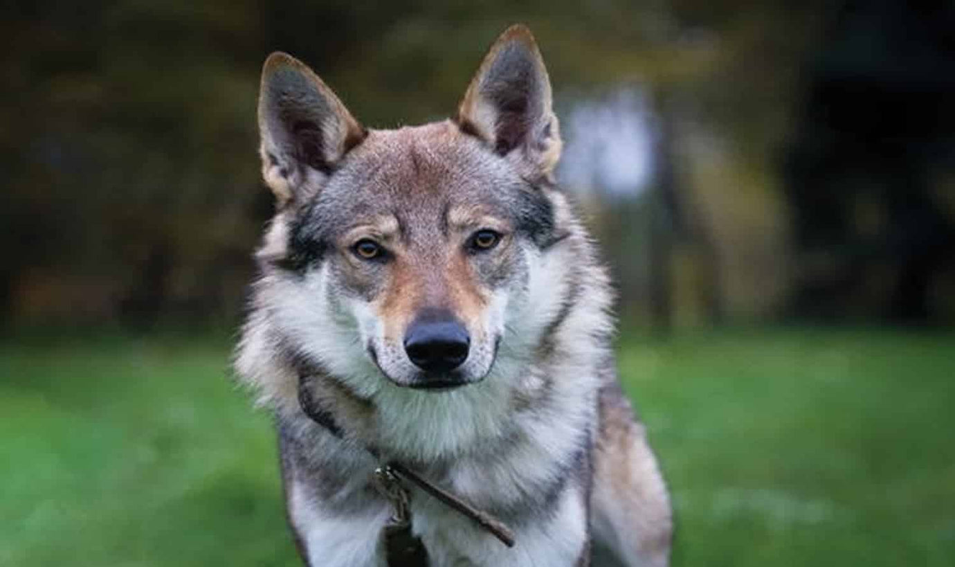 wolf dog