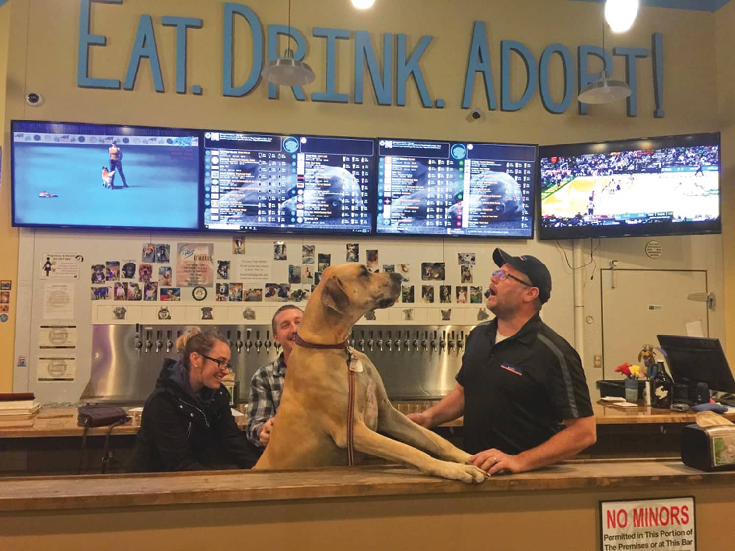 dog bar