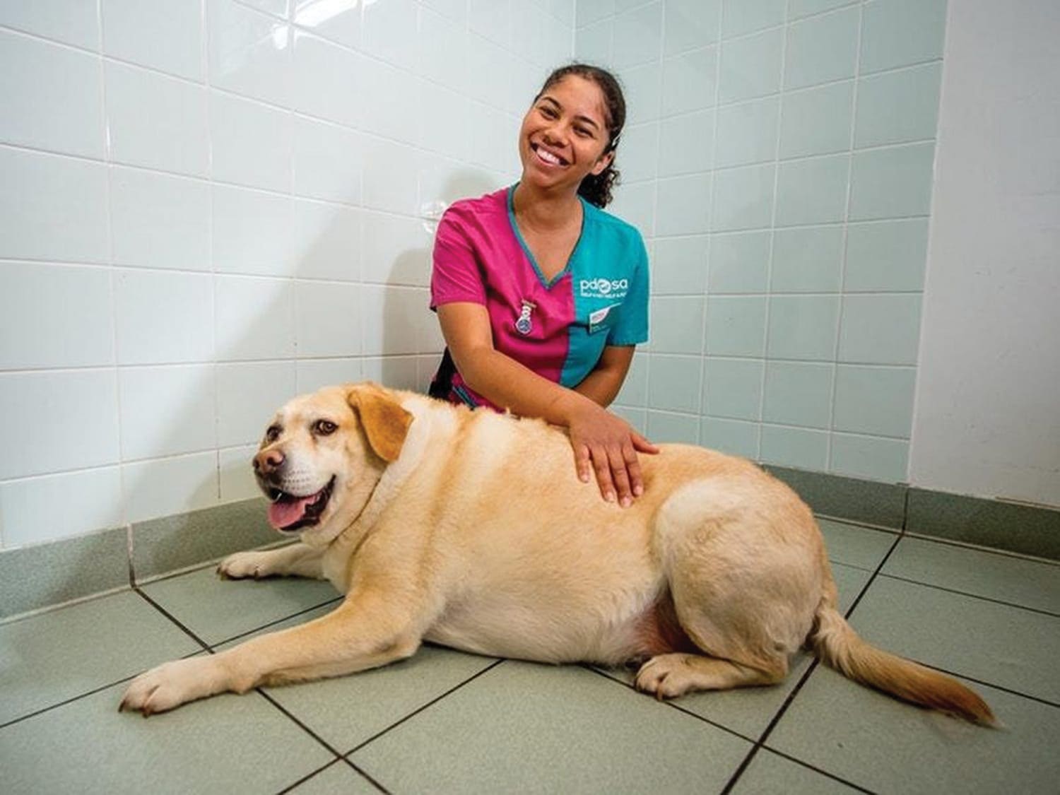 pet slimmer sheds dog body weight