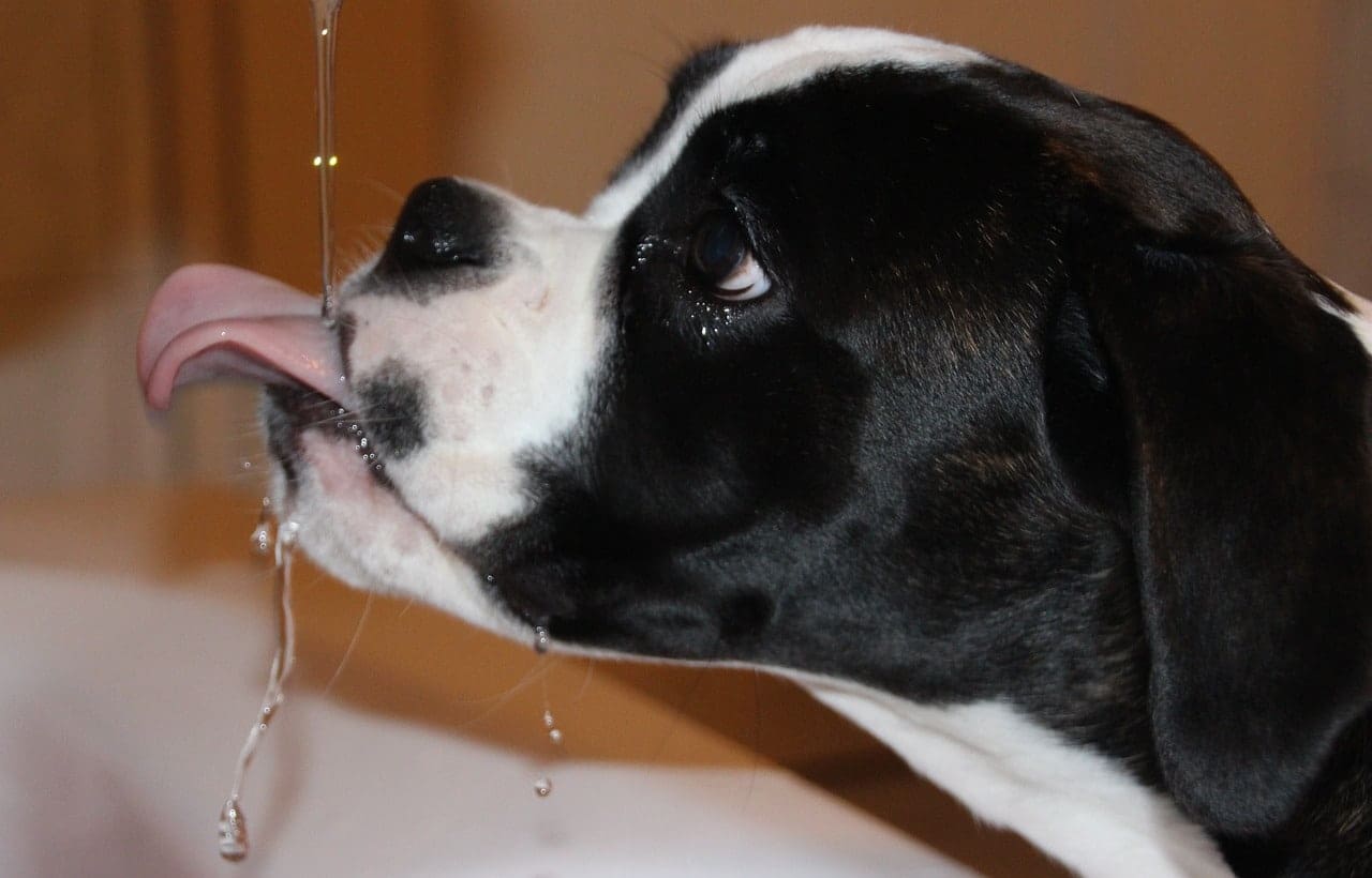 dog hydration