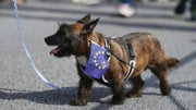 Brexit: Pet travel warning in no-deal planning papers