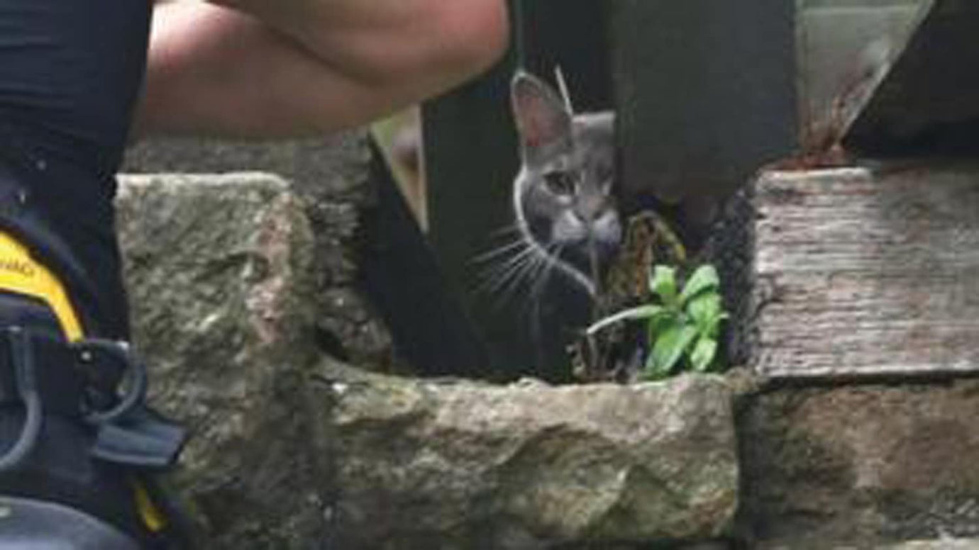 Bridge Cat