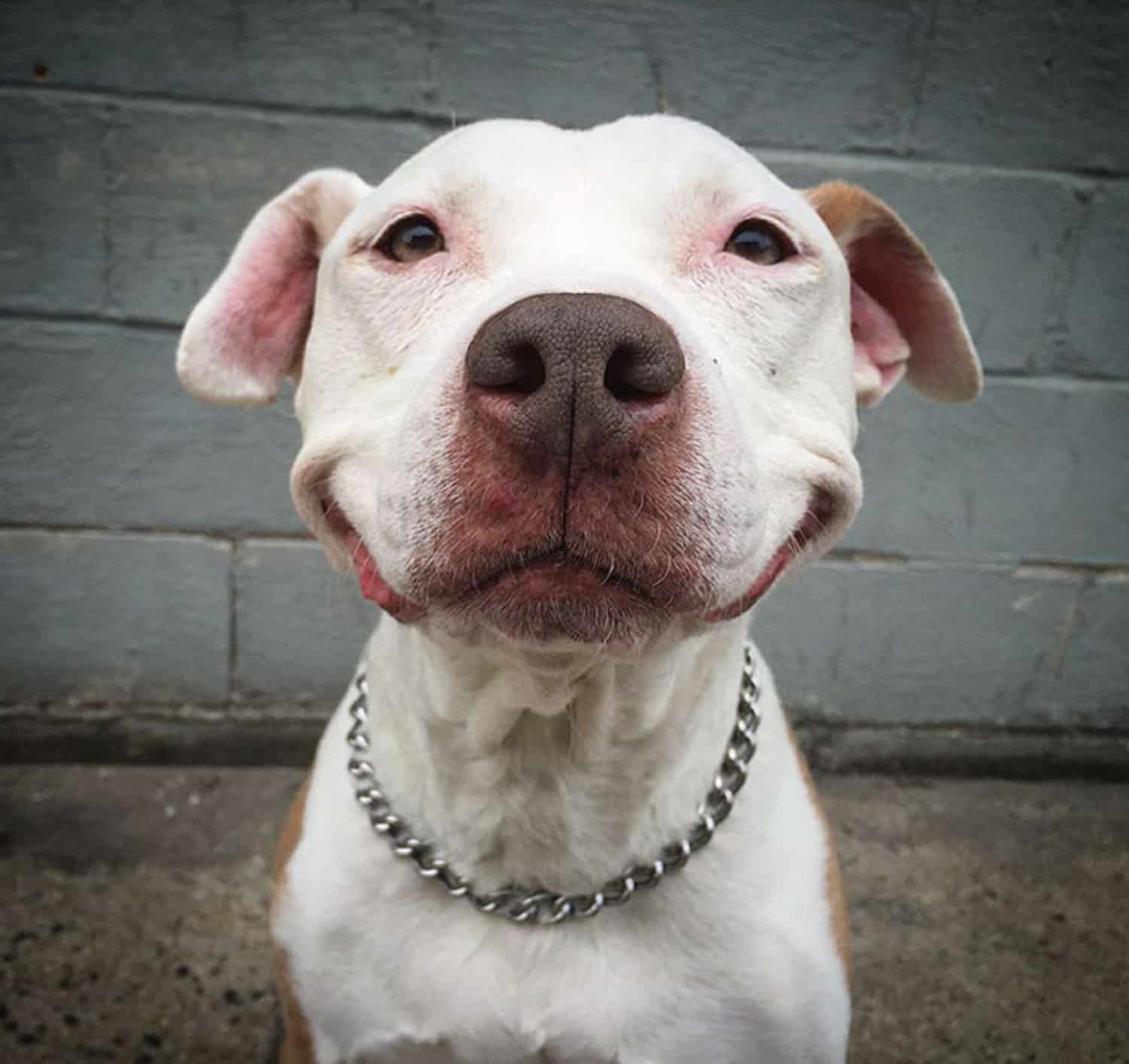 happy hound