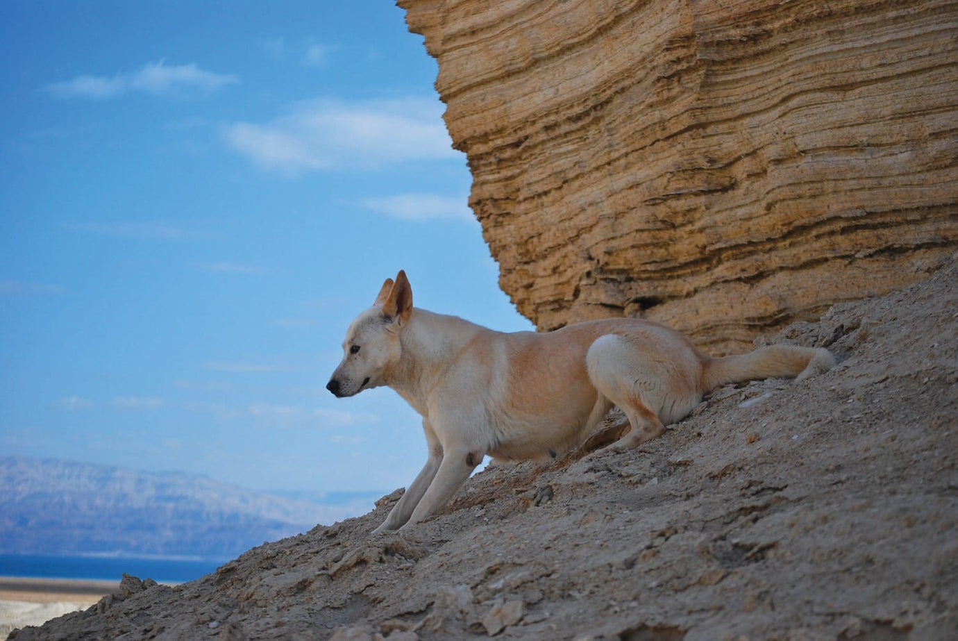 Dogs in Biblical times - story of the Canaan