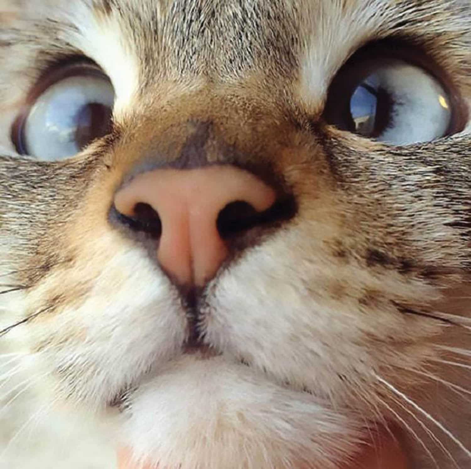 Cross-eyed cat melts the internet with its adorable peepers