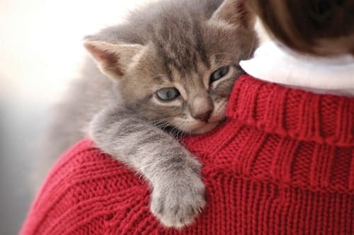 Cat bond