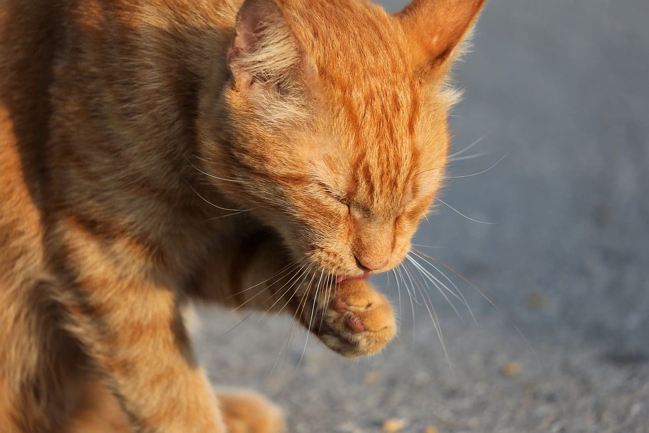 Red cat 